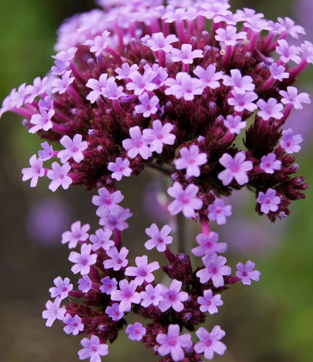 Verveine d'Argentine