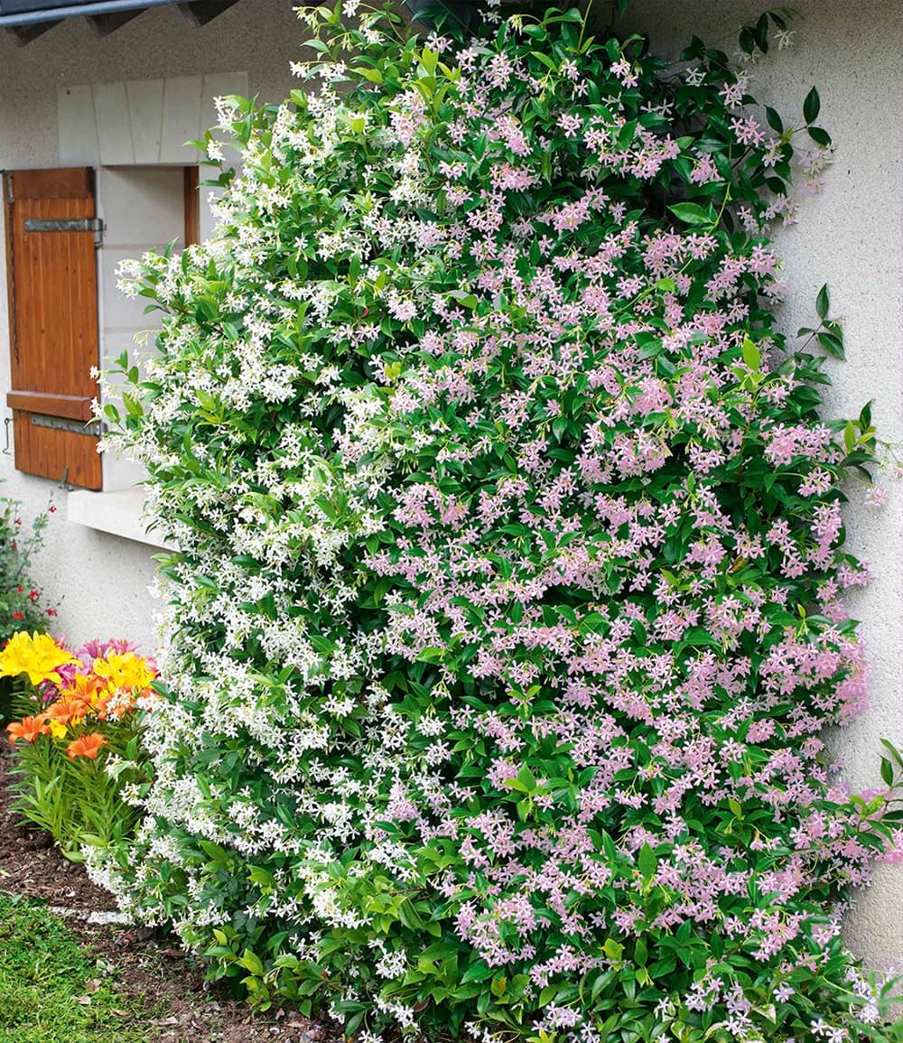 Jasmin parfumé 'Rose et blanc'