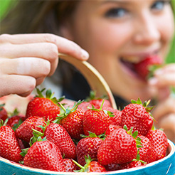 Fraisiers