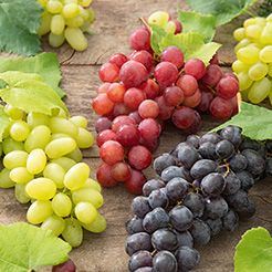 Vignes
