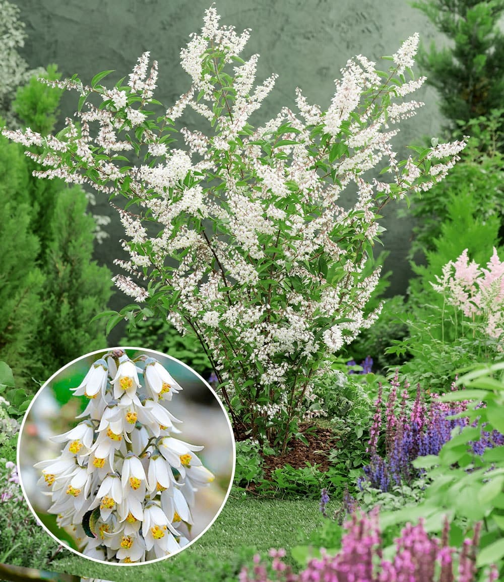 Deutzia élégant