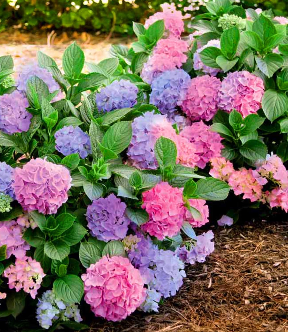Hydrangea macrophylla 'L.A. Dreamin®' en extérieur