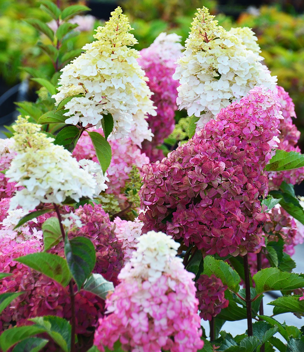 Hortensia paniculé 'Fraise Melba®'