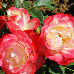 Rosiers parfumés