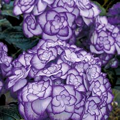 Hortensias