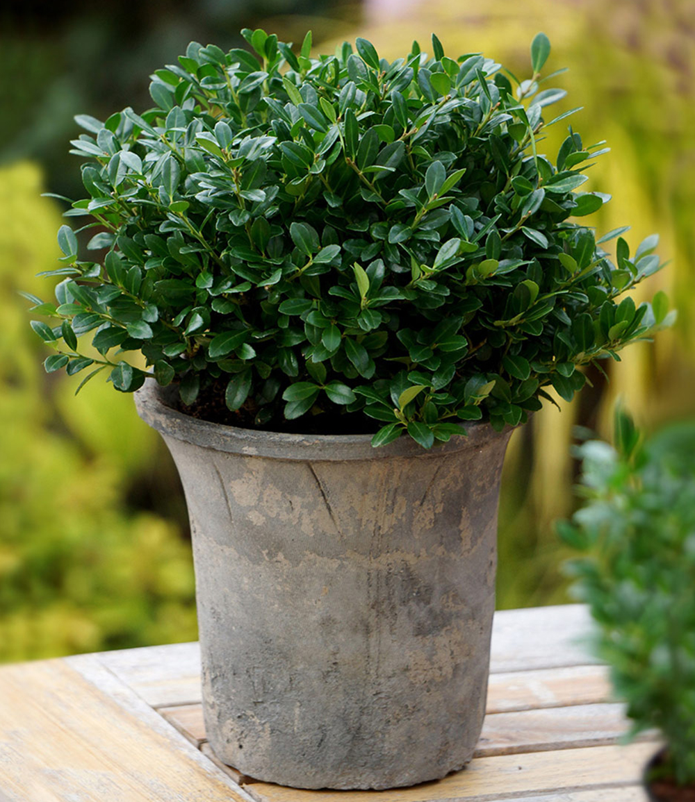 Ilex 'Luxus® Globe'