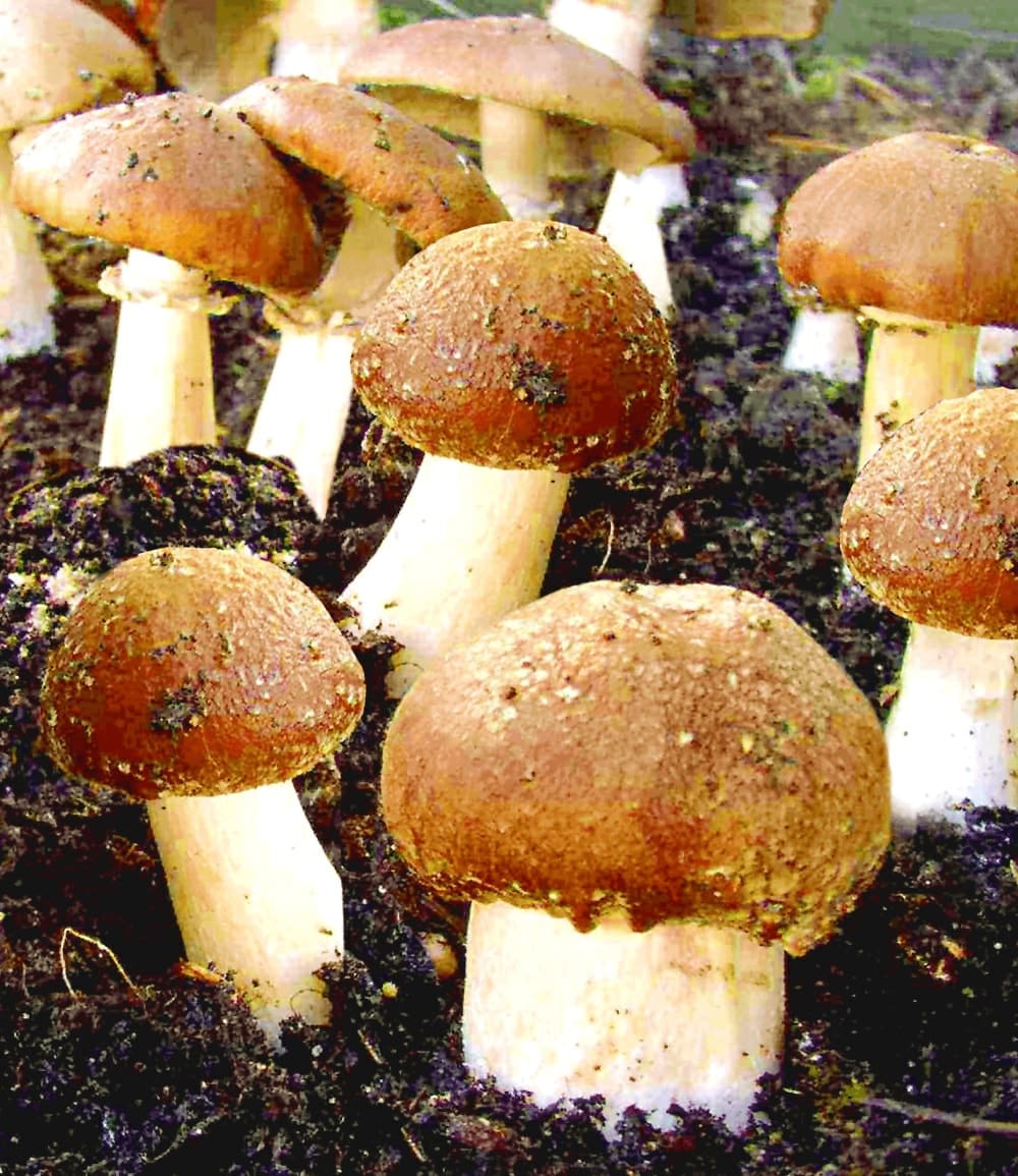 Kit de culture de champignons 'Braunkappen'
