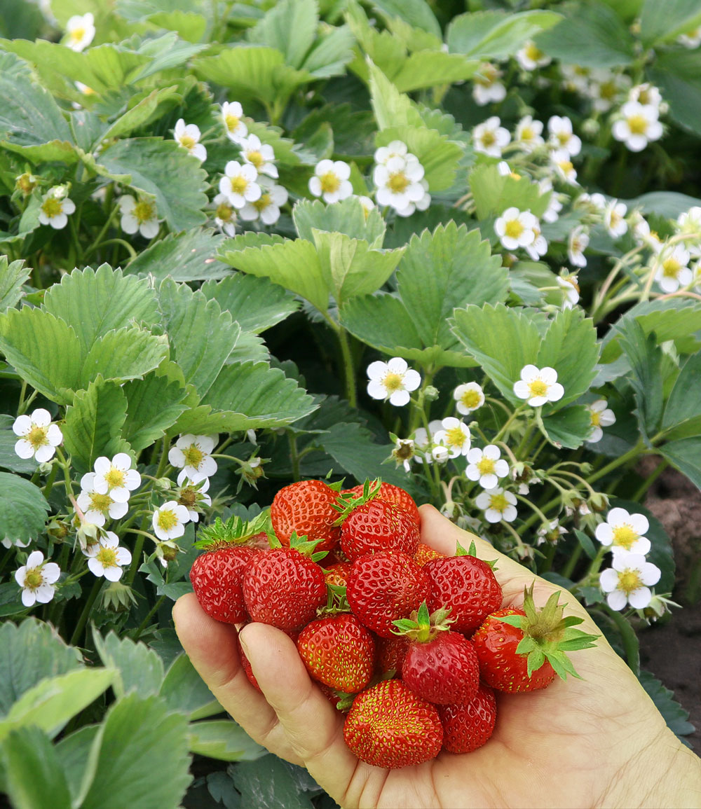 Fraisier couvre-sol 'Erdbeerwiese'