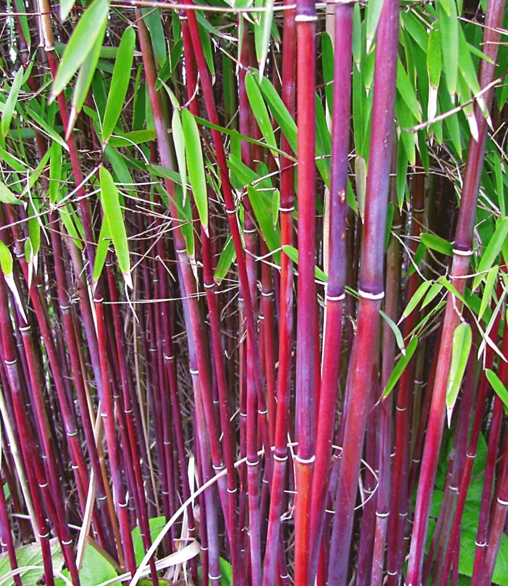 Bambou rouge 'Chinese Wonder'