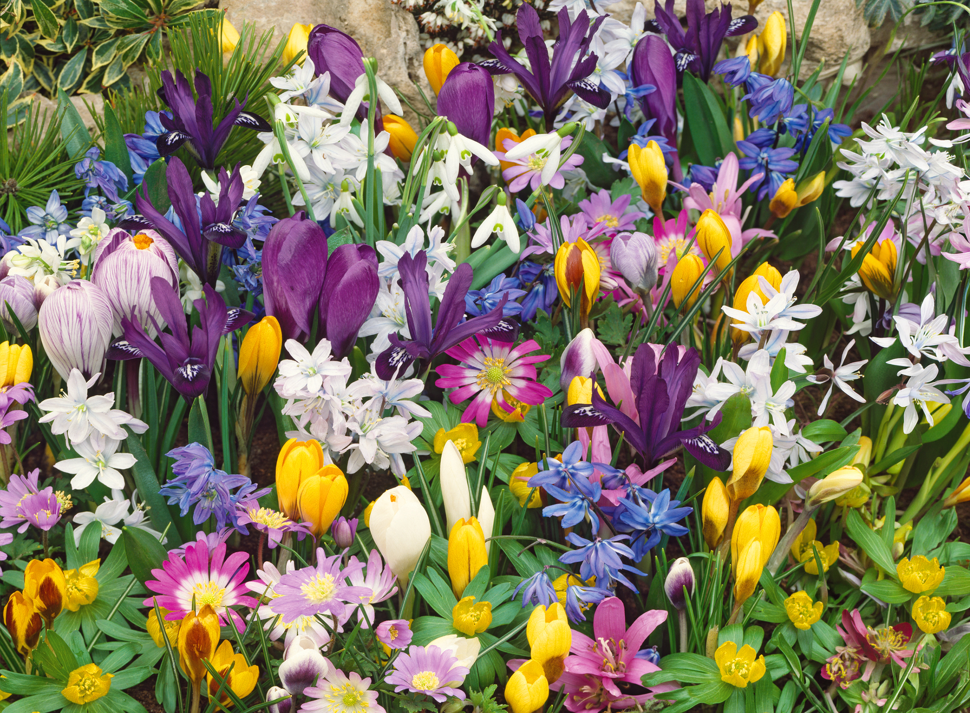 Mix de 75 bulbes à fleurs pour naturalisation