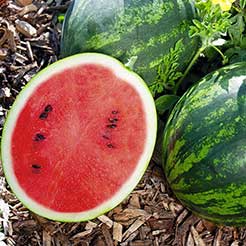 Melons