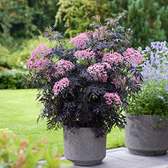 Plantes en pot