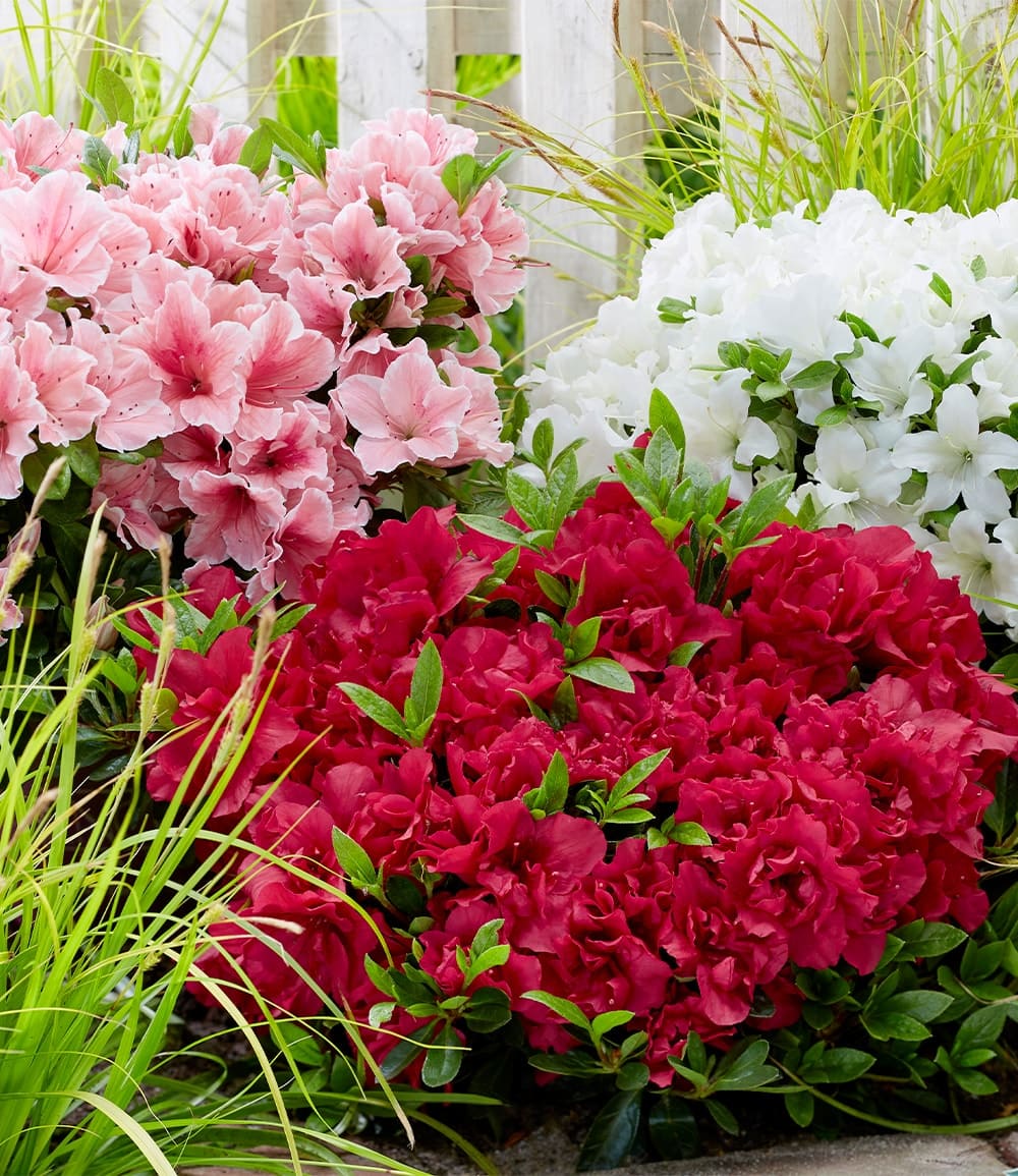 Azalée naine 'Encore® Autumn'