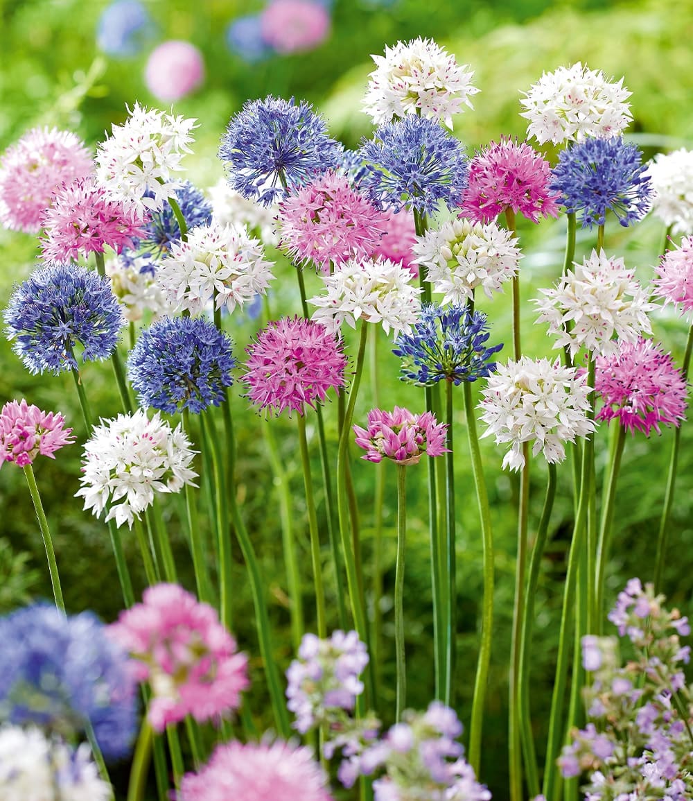 Mélange d'Allium 'Beautiful Colours'