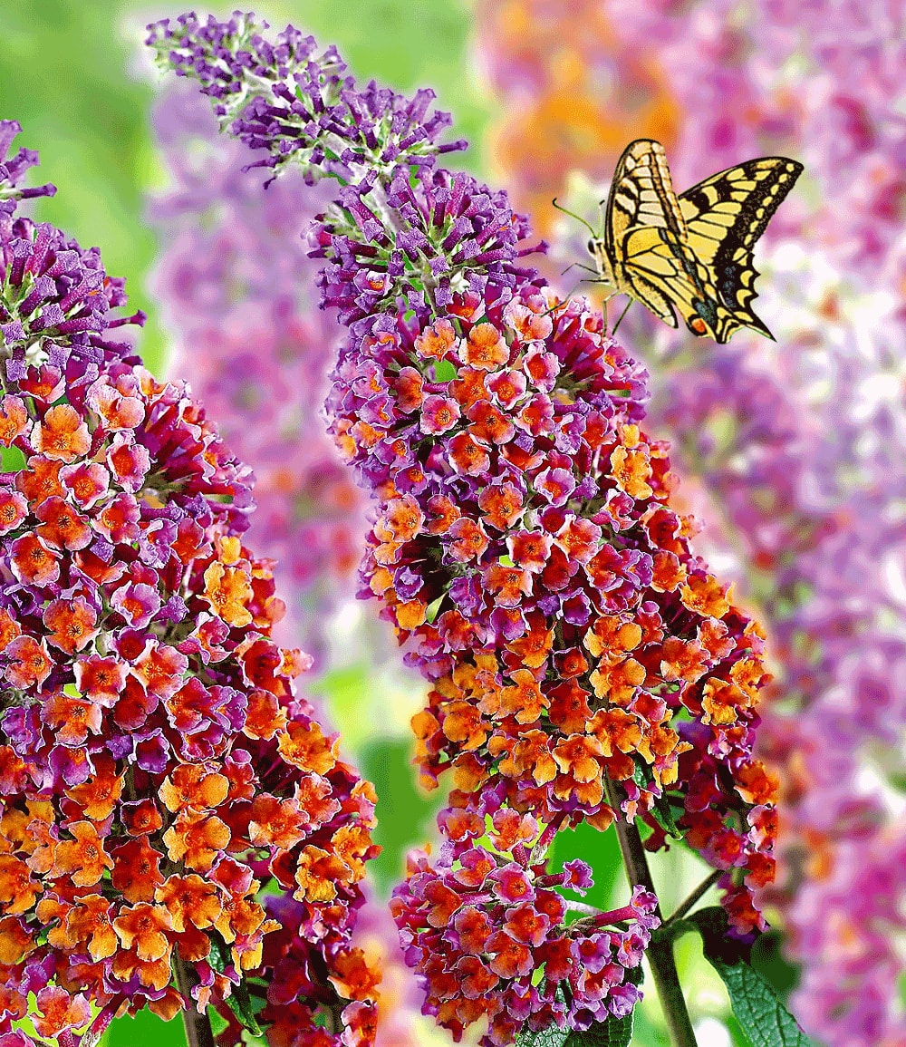 Buddleia Flower-Power® dans un pot de 2 litres