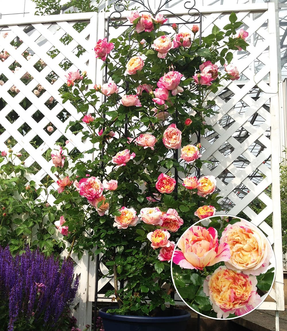 Rosier grimpant 'Julie Andrieu®'