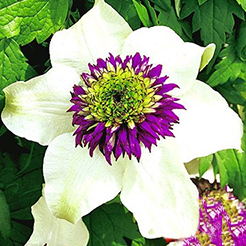 Clématites