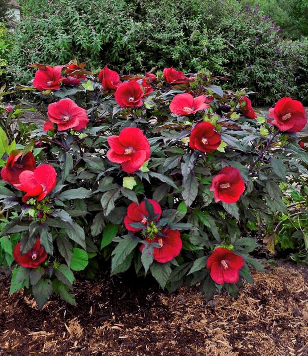 Hibiscus rustique 'Summerific® Midnight Marvel' (Hibiscus moscheutos)