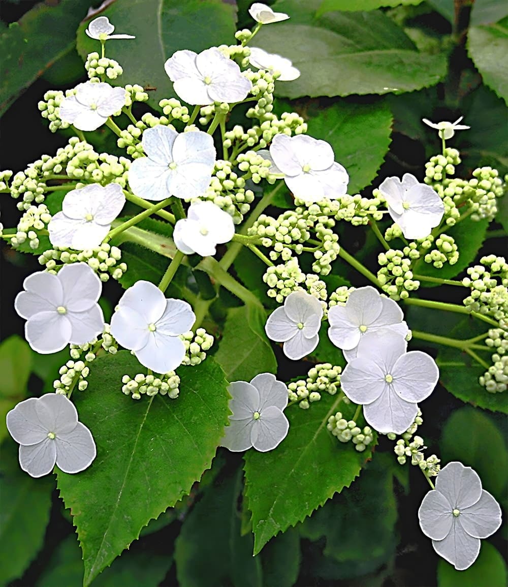 Hydrangea grimpante 'Semiola®'