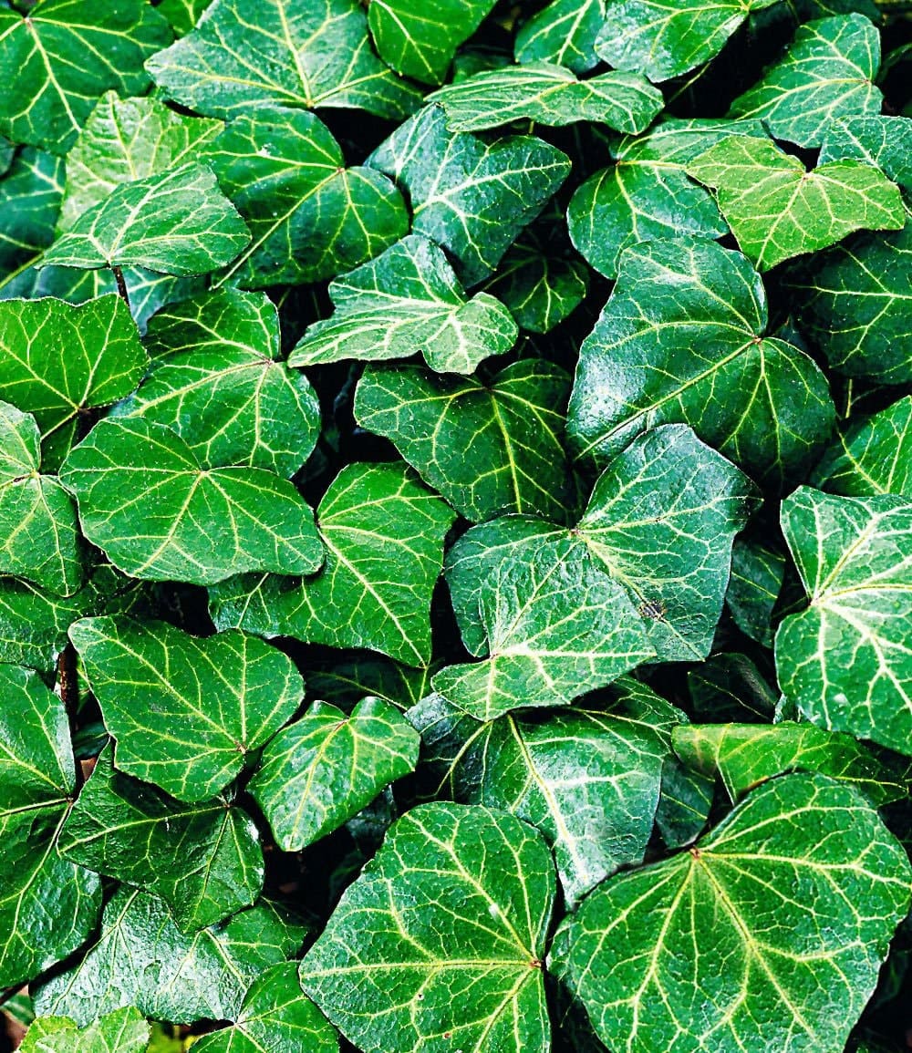 Lierre rustique 'Baltica'