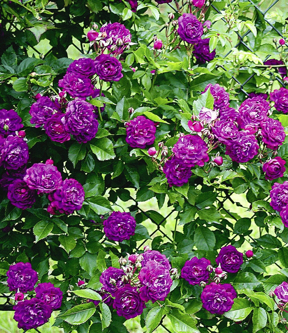 Rose grimpante 'Bleu Magenta'
