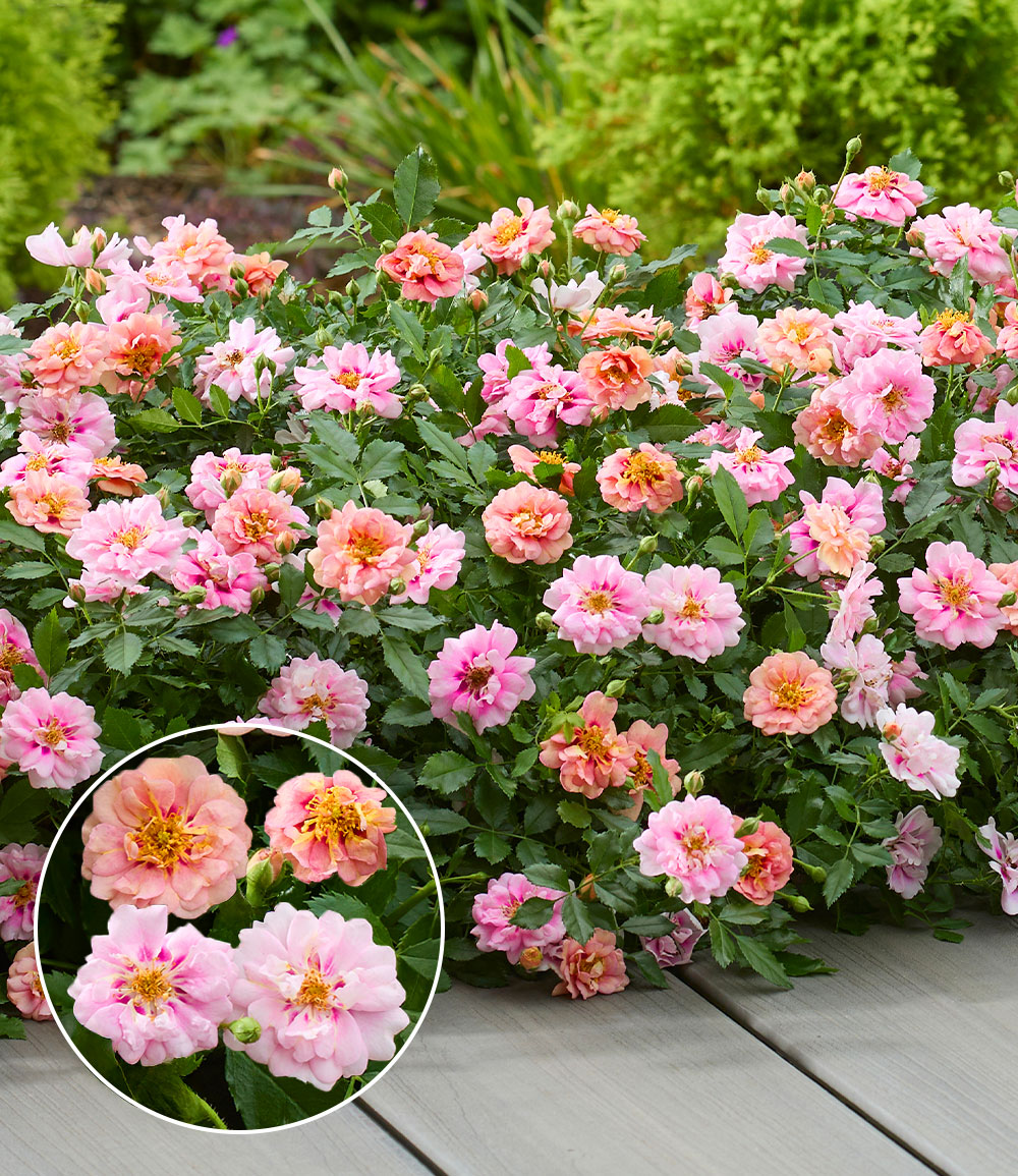 Rosier nain 'Amirose®'