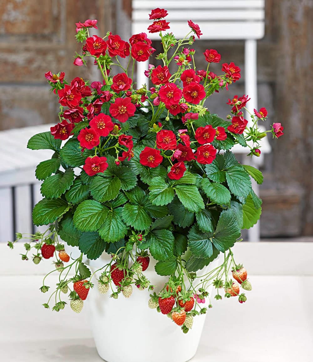 Fraisier remontant 'Summer Breeze Rose'