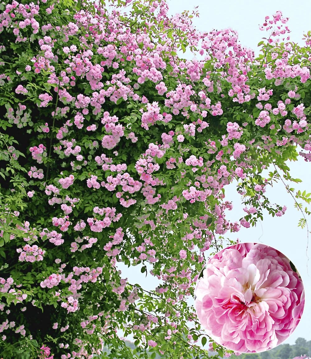 Rosier grimpant 'Paul's Himalayan Musk Rambler'