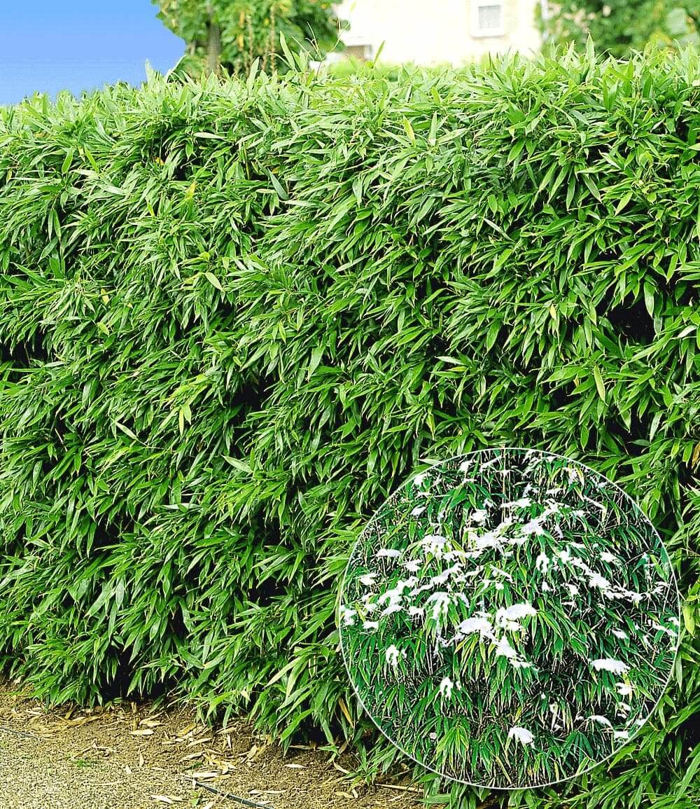 Haie de bambous rustique