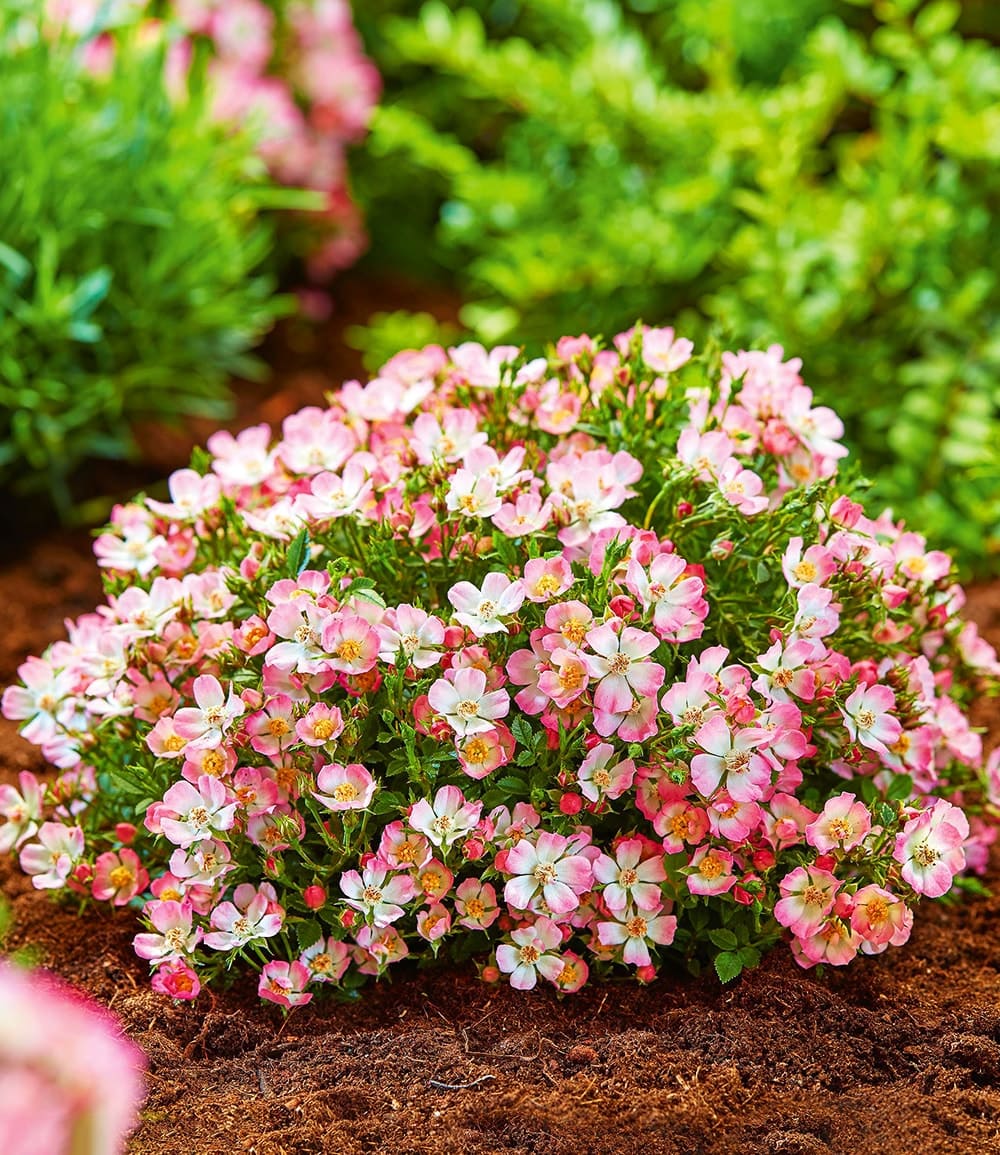 Rose alpestre 'Cutie Pie®'