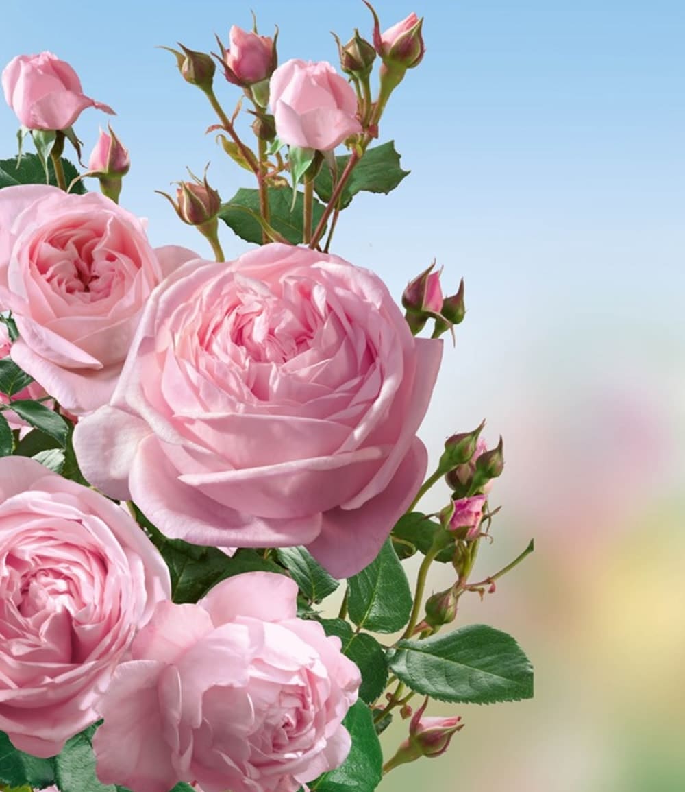Rosier grimpant 'Nahéma®'