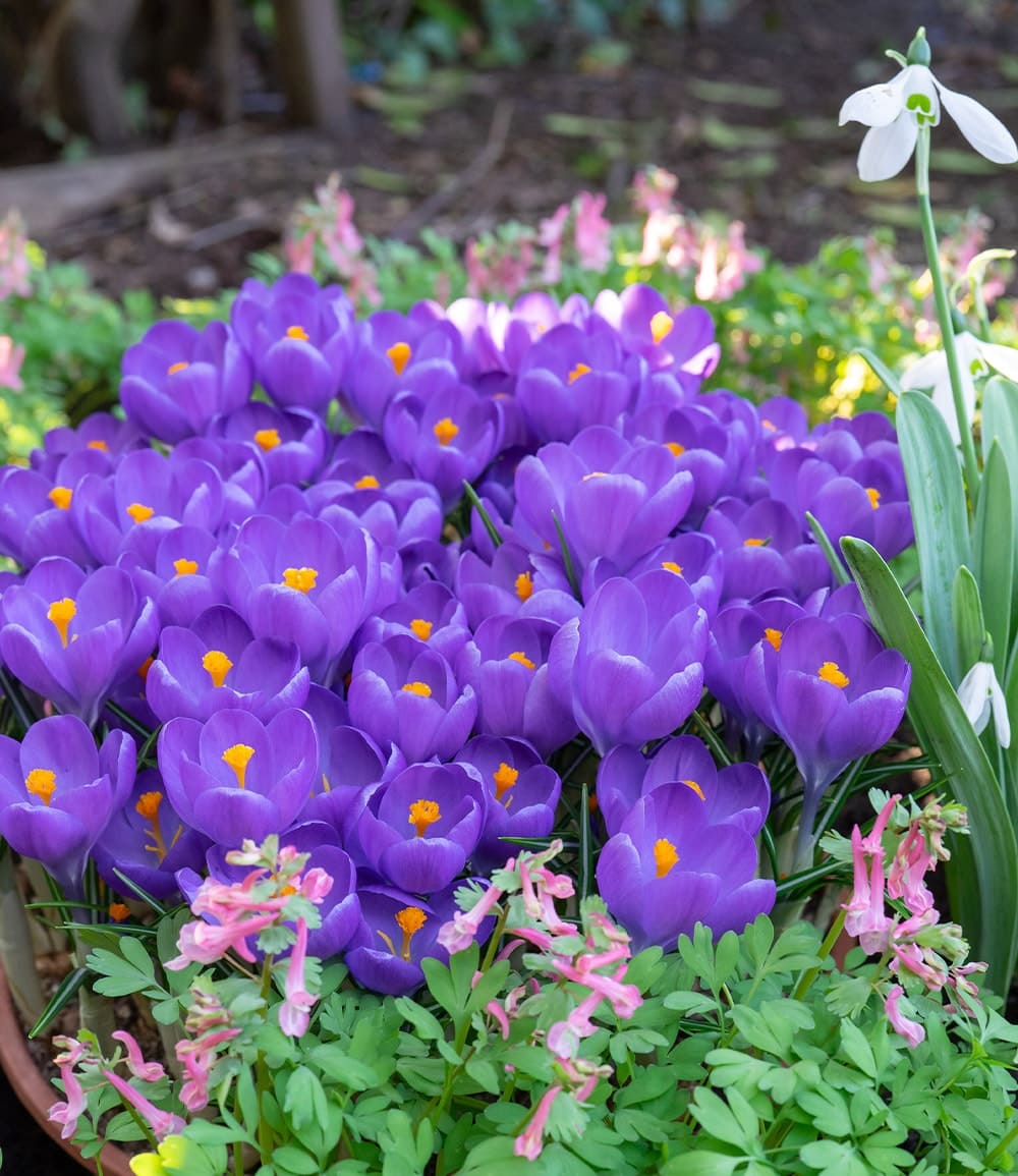 Grand crocus 'Aqua'