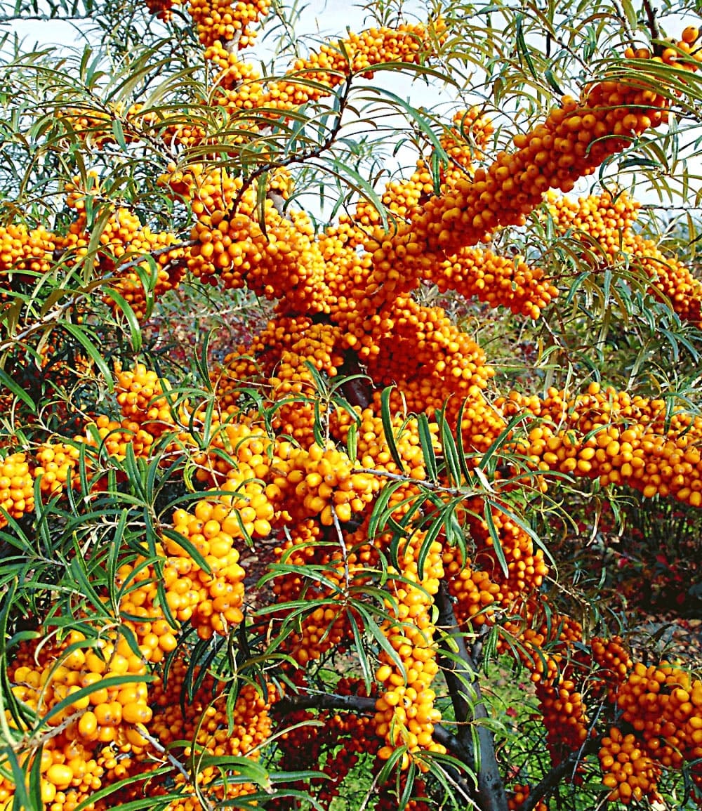 Argousier 'Orange Energy®' femelle