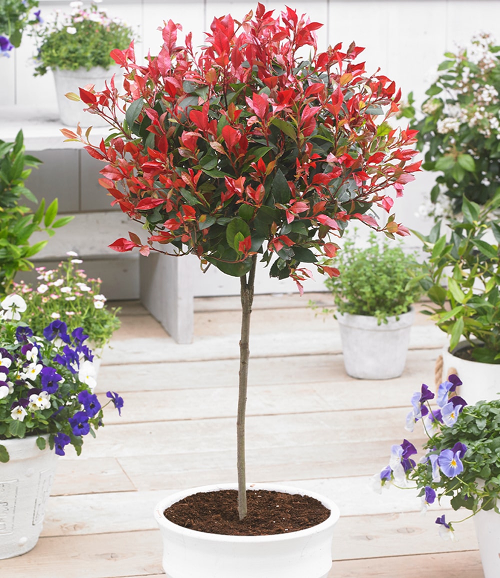 Photinia sur tige persistant 'Little Red Robin®'