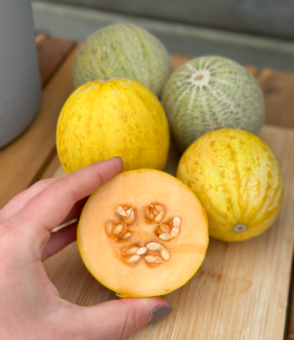 La petite usine de melons® 'Honey Drops®'