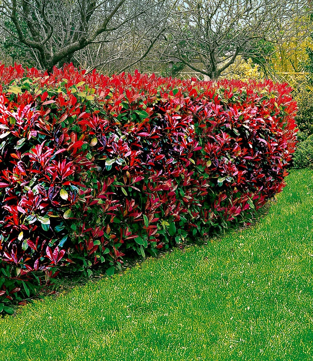 Phobinia Haie de Photinia 'Red Robin' - 1 plante en ligne | BALDUR