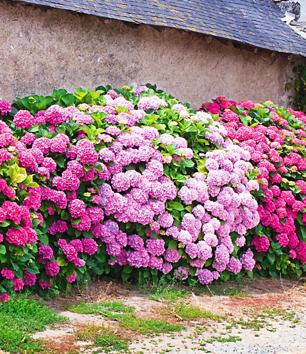 Haie d’hortensias de jardin 'Pink-rosé'