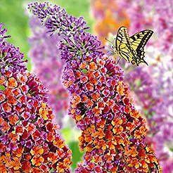Arbres aux papillons/Buddleja