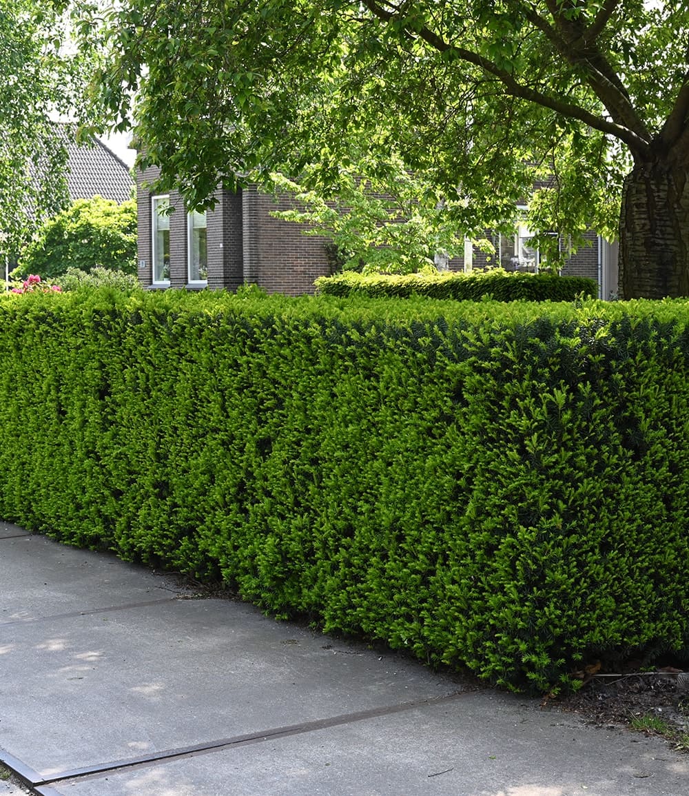 Haie d'ifs Taxus