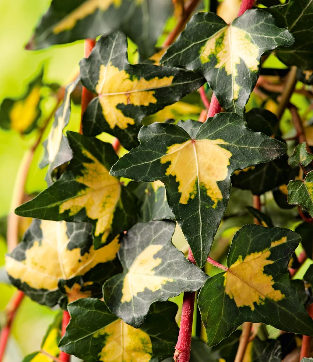 Lierre doré Hedera 'Goldheart'