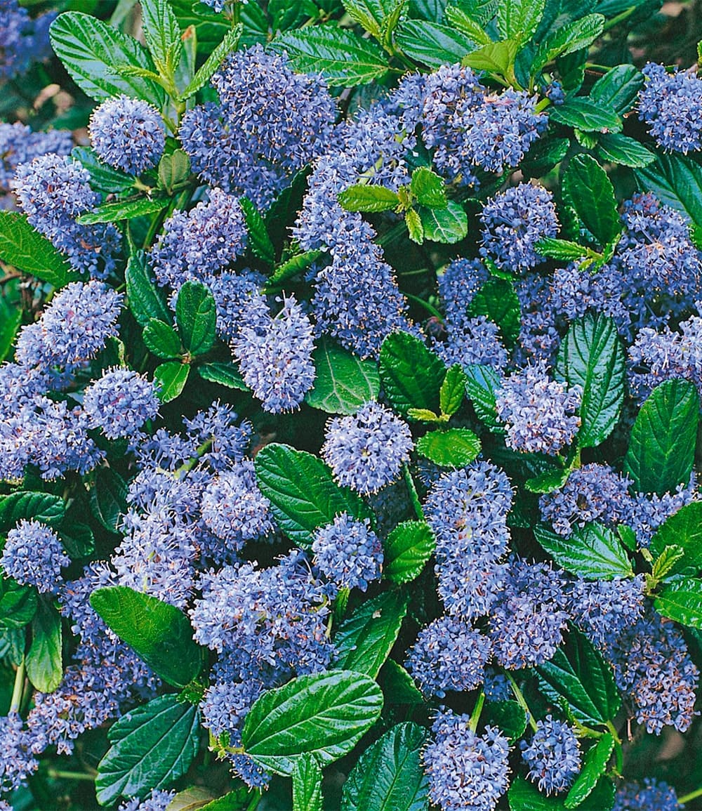 Céanothe 'Blue Mound' (Lilas de Californie)