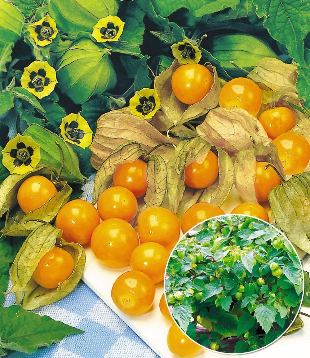 Physalis 'Preciosa' - Cerise des Andes ananas