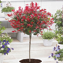 Plantes sur tige