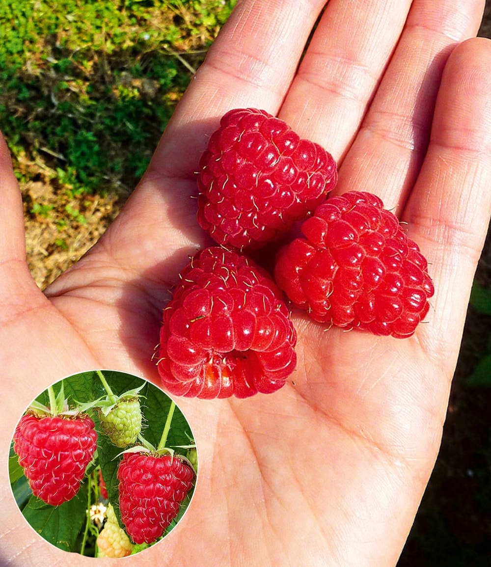Framboisier 'Enrosadira®' à récolte continue