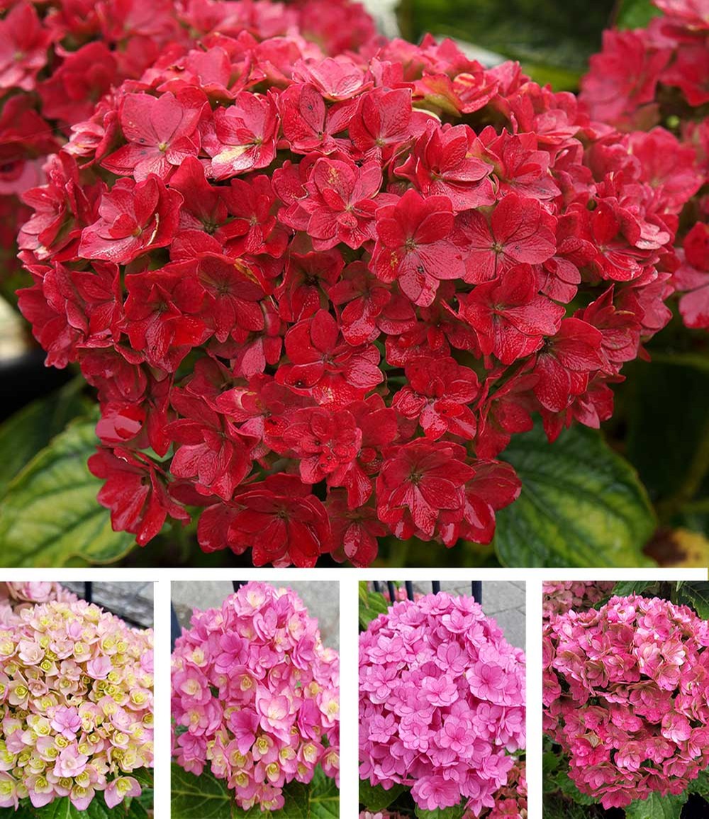 Hortensia à 5 étapes 'Together®'