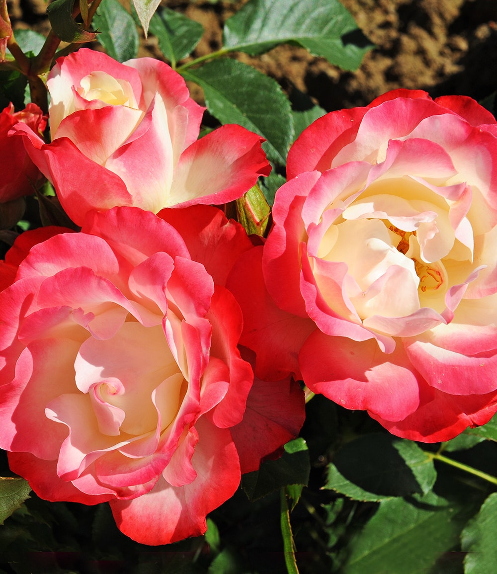 Rosier de bordure 'Carmagnole®'