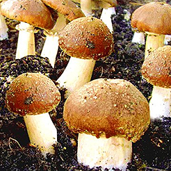 Champignons comestibles