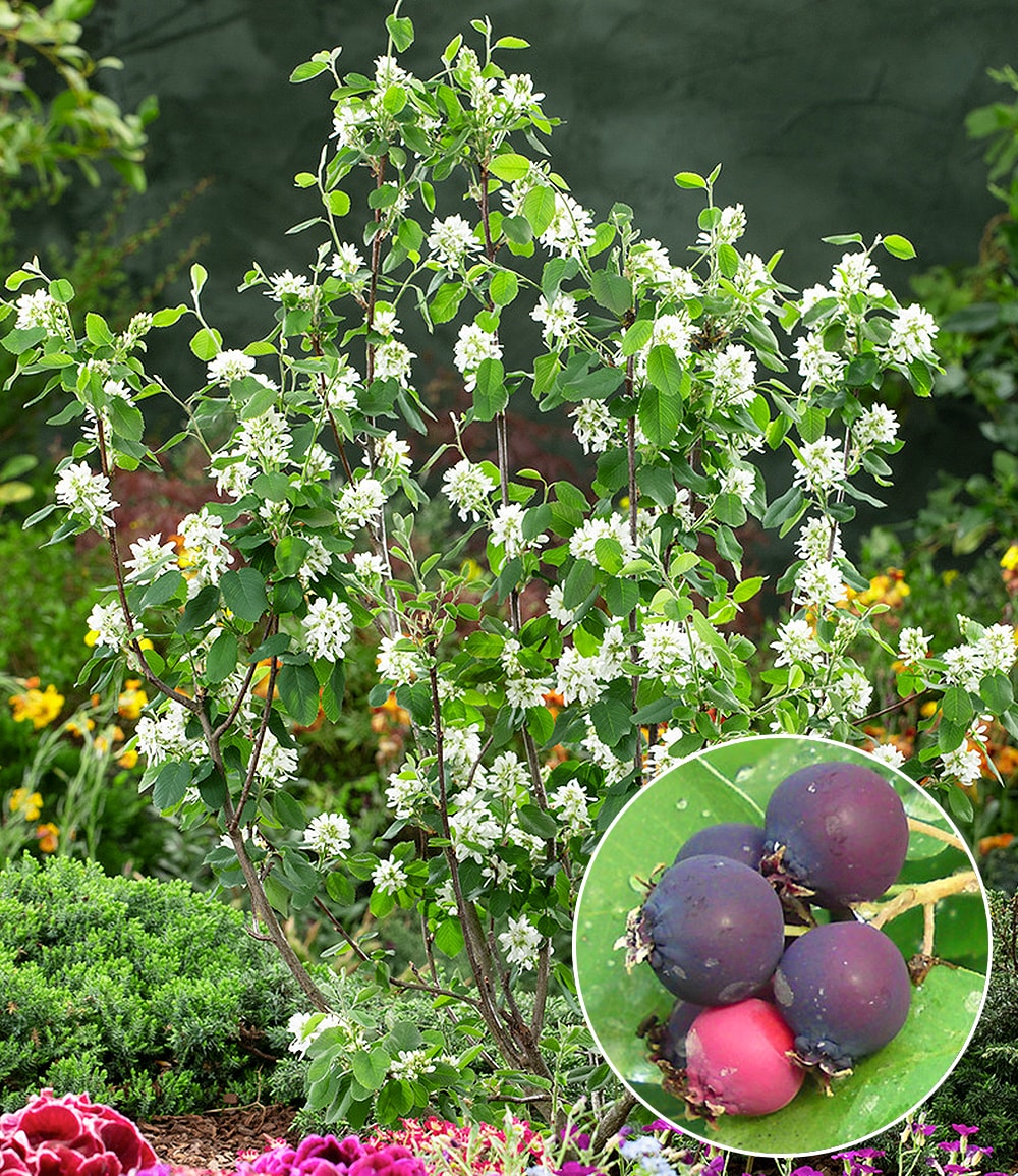 Amélanchier 'Greatberry® Garden'