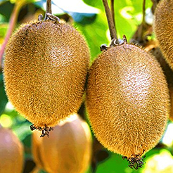 Kiwi (Actinidia)