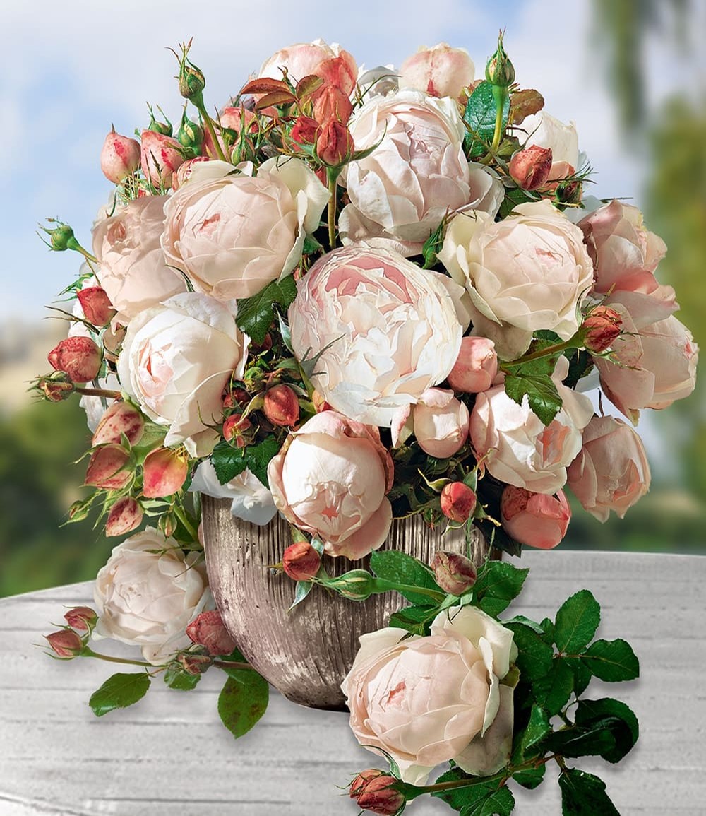 Rosier de l'Amour 'Madame Figaro®'
